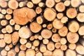 Pile of firewood Royalty Free Stock Photo