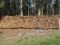 Pile of firewood with forest background . Fie allo scilliar, South Tyrol, Italy