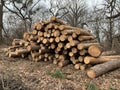 A pile of firewood in the forest. Sawed trees lie on a heap. Round logs, lumber. Material for fire and heating