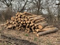 A pile of firewood in the forest. Sawed trees lie on a heap. Round logs, lumber. Material for fire and heating