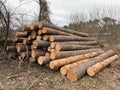 A pile of firewood in the forest. Sawed trees lie on a heap. Round logs, lumber. Material for fire and heating