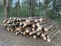 A pile of firewood in the forest. Sawn trees lie on one heap. Round wooden logs, lumber. Material for fire