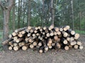 A pile of firewood in the forest. Sawn trees lie on one heap. Round wooden logs, lumber. Material for fire