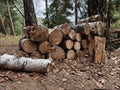Pile of firewood in forest. Woodpile. Royalty Free Stock Photo