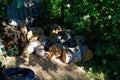 Pile of firewood in the garden in summer Royalty Free Stock Photo