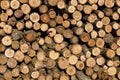 Pile of firewood. Stack of sawn wood. Round trunks of small trees. Background