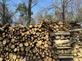 A pile of firewood is stacked. Cut down trees lie in one heap. Material for fire and heating. Birch and oak firewood, lumber Royalty Free Stock Photo