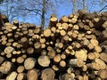 A pile of firewood is stacked. Cut down trees lie in one heap. Material for fire and heating. Birch and oak firewood, lumber Royalty Free Stock Photo