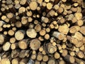 A pile of firewood is stacked. Cut down trees lie in one heap. Material for fire and heating. Birch and oak firewood, lumber Royalty Free Stock Photo