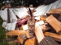 Pile of firewood for stove or fireplace. Traditional material to keep house warm. Alternative heating source. Winter preparation