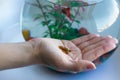 Pile of fish meal as dried flakes for swordtail.on female palm.