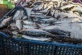 Pile of fish in plastic boxes with ice on display at street market - Marrakesh Morocco Royalty Free Stock Photo