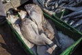 Pile of fish in plastic boxes with ice on display at street market - Marrakesh Morocco Royalty Free Stock Photo