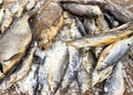 A pile of fish with some of them being rotten Royalty Free Stock Photo