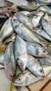 A Pile of Fish in a Traditional Market Royalty Free Stock Photo