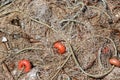 Pile Fishing Net with Red Floats