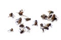 A pile of flies, macro many dead flies on white background, flies are carriers of typhoid tuberculosis selective focus