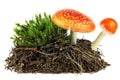 Pile of forest soil and green moss with mushrooms isolated on white background. Fly agaric mushrooms, Amanita muscaria Royalty Free Stock Photo