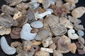 Pile Of Fossil Marine Species Laid Out On A Table.