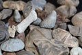 Pile Of Fossil Marine Species Laid Out On A Table.