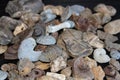 Pile Of Fossil Marine Species Laid Out On A Table.