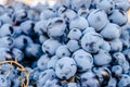 Blue grapes in the market Royalty Free Stock Photo
