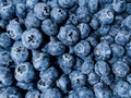 Fresh blueberries for snack or dessert that is a health food and nutritious and full of vitamins and antioxidants, blue berry frui