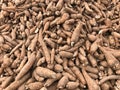 Pile of fresh cassava or tapioca root for starch industry Royalty Free Stock Photo