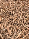 Pile of fresh cassava or tapioca root for starch industry Royalty Free Stock Photo