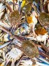 Pile of fresh catch crabs , close view