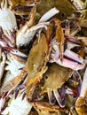 Pile of fresh catch crabs , close view