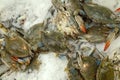 Pile of fresh catch crabs on ice , close view