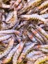 Pile of fresh catch shrimp, close view