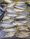 Pile of fresh fish on frozen ice in seafood market Royalty Free Stock Photo