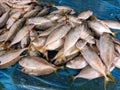 Pile Of Fresh Ciw Fish Placed On A Trader's Table At A Local Indonesian Market