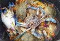 pile fresh crabs in a container? Royalty Free Stock Photo