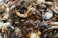 A Pile of Fresh Crabs Royalty Free Stock Photo