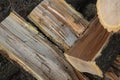 Amur cork tree firewood