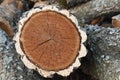 Amur cork tree firewood