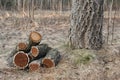 Amur cork tree firewood