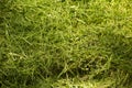 Pile of fresh cut grass Royalty Free Stock Photo