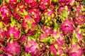 A pile of fresh dragon fruit for sale in the market Royalty Free Stock Photo