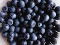 Pile of fresh forest blueberries. Royalty Free Stock Photo
