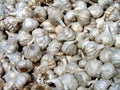 Pile of fresh of Garlic bulbs Royalty Free Stock Photo