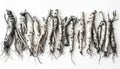 Pile of Fresh Ginseng Roots in a Row on White Background with Soil and Natural Light Royalty Free Stock Photo