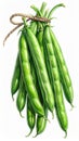 Pile of Fresh Green Beans Tied Together with Jute String on White Background Isolated Royalty Free Stock Photo