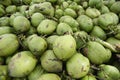 Pile of Fresh Green Brazilian Coconuts