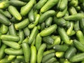 Pile of fresh green cucumbers