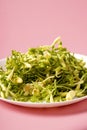 A pile of fresh, green, raw papaya flowers (Carica papaya), with mostly unopened buds