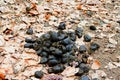 A pile of fresh horse manure among fallen leaves. Horse poop in the forest